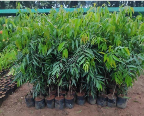 Ashoka Tree Plant